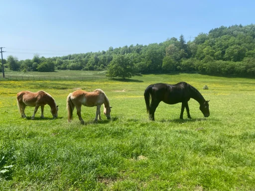 Drei Pferde grasen auf einer grünen Wiese vor bewaldetem Hintergrund.